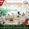 Romantisches Garten-Weiß-Verpflegungs-Hochzeitsfest-Luxuszelt 500-Sitze- fournisseur